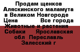 Продам щенков Аляскинского маламута в Великом Новгороде › Цена ­ 5 000 - Все города Животные и растения » Собаки   . Ярославская обл.,Переславль-Залесский г.